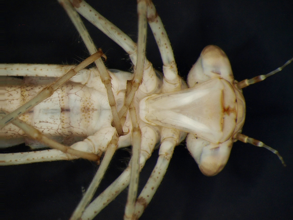 Erythromma najas